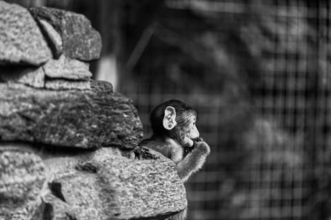 Affenbaby beim Knabbern 