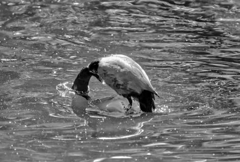 Köpfchen in das Wasser....