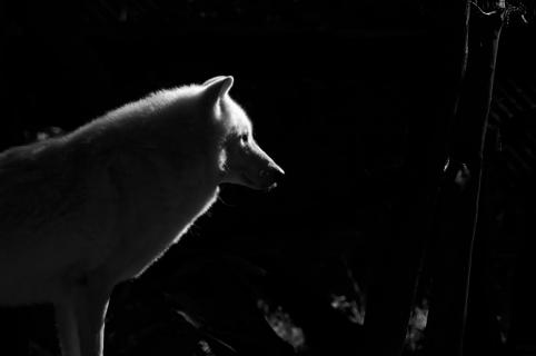 Tundra Wolf Silhoutte 