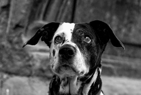 Black and White Straßenhund