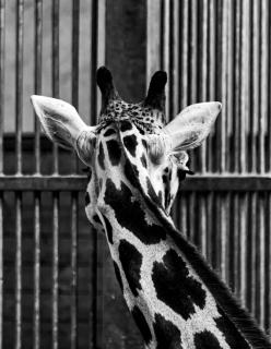 verdrehte Welt...Giraffe