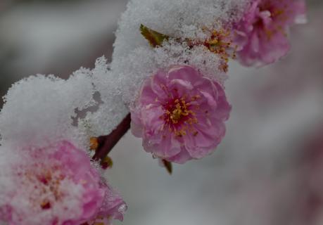 Rosarote Blüten einer Zierkirsche bedeckt mit frischem Schnee im April