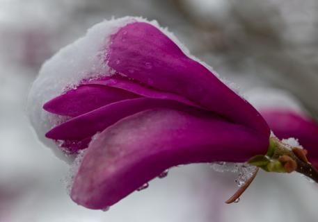 Mit frischem Schnee bedeckte Blüte einer Magnolie