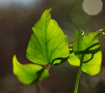 Leuchtend grünes Blatt (Efeu im Gegenlicht)