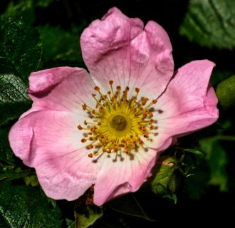 Geöffnete Blüte einer Heckenrose