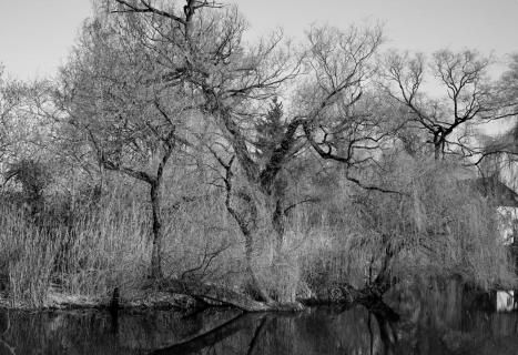 Städtischer Park mit Teich und knorrigen Bäumen und Weiden