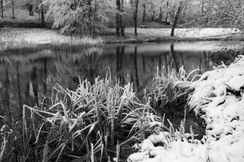 Winterliche Szene am kleinen Weiher mit schneebedecktem Gras im Vordergrund