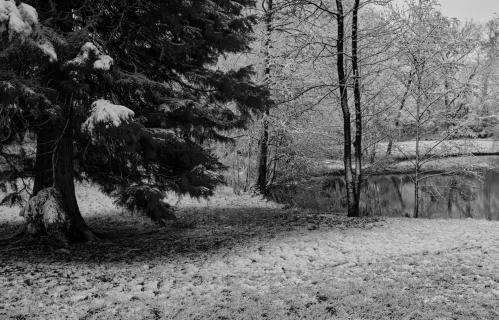 Park am kleinen Weiher mit schneebedeckter Lärche