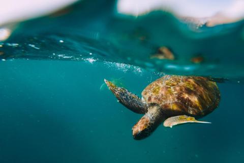 Unterwasser mit Schildkröten auf den Kapverden