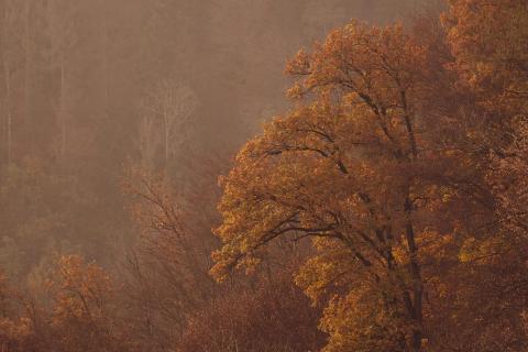 Herbststimmung