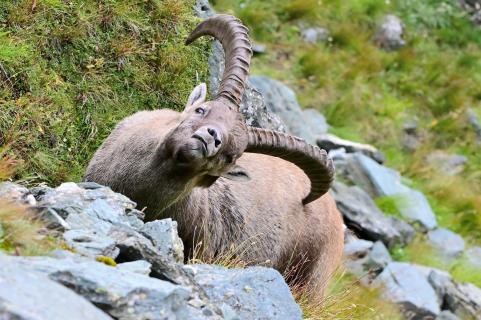 ein Alpensteinbock.... 