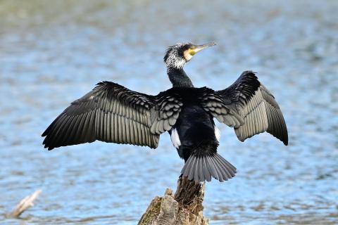 ein Kormoran.... 