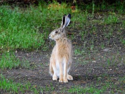 Hase auf Abwegen