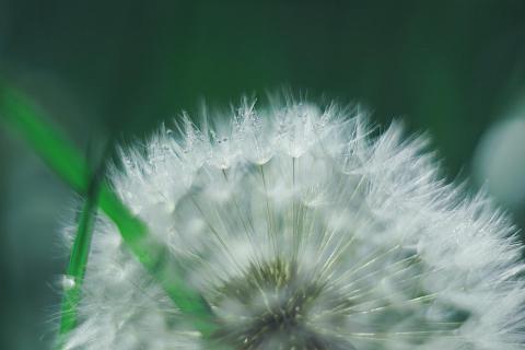 Pusteblume