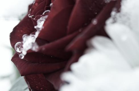 Rose im Schnee
