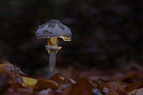 Pilz wird von Schnecke gefressen.