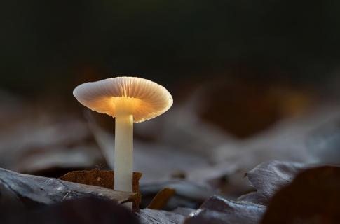 Pilz im Sonnenlicht