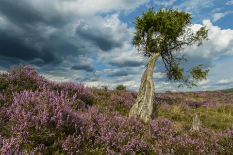 Lüneburgerheide-Heideblüte