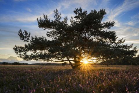 Lüneburger Heide-Sonnenuntergang mit Heideblüte