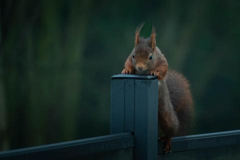 Gartenbesucher