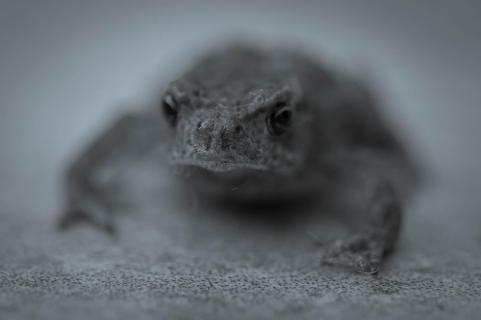 Frosch BW