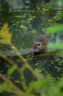 Nutria-Baby