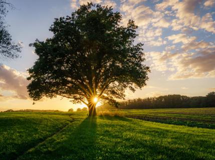 Baum im Sonnenuntergang