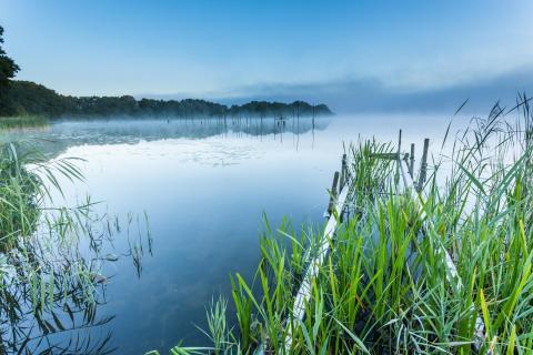 Nebelmorgen