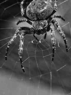 Black Spider