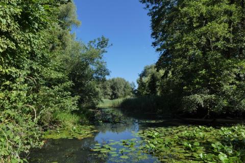 Teichlandschaft