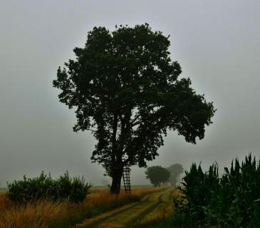 Baum mit Jägerhochstand - Nebel