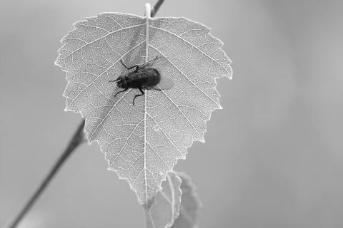 Fliege auf Birkenblatt