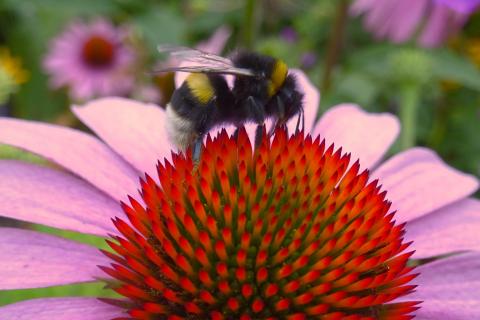 Hummel bei der Arbeit