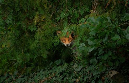 Fuchs