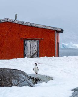 Penguin Kingdom
