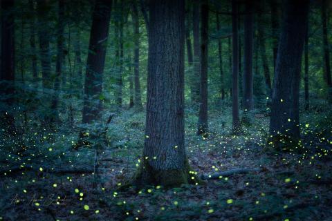 Zauberwald