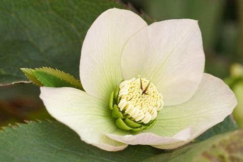 Helleborus