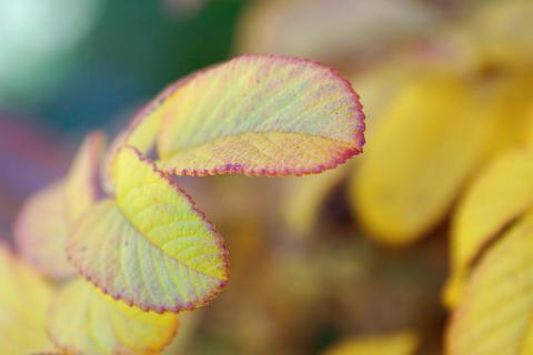 Herbstblätter