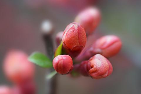 Pink beauty