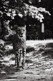 Gepard