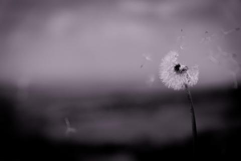 Pusteblume im wind