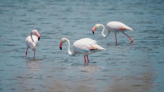 Flamingos auf Futtersuche 