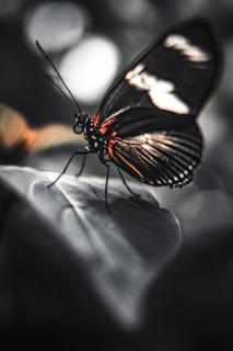 Black Beauty 
