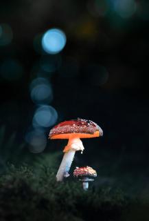 Glowing Mushroom