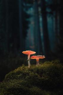 Glowing Mushroom