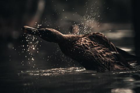 Stockente