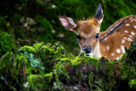 Bambi im Wald