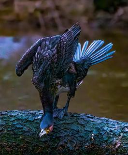 Kormoran