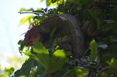 hungriger grüner Leguan