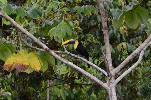 Schau mal, wie schön ich bin - Chestnut Mandibled Toucan